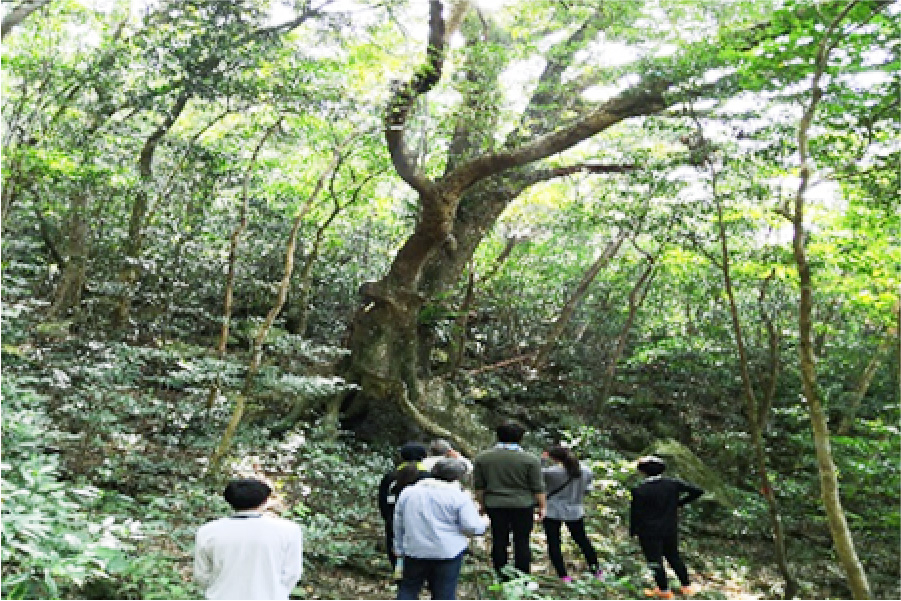 三京集落エコツアー体験で徳之島の豊かな自然を体感