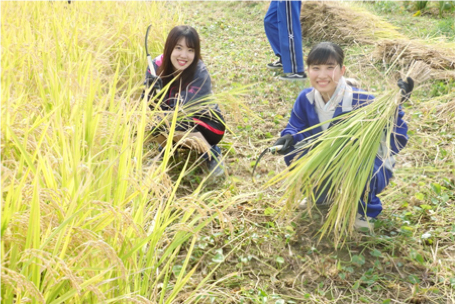 さいたま市での稲刈り（2019年9月）